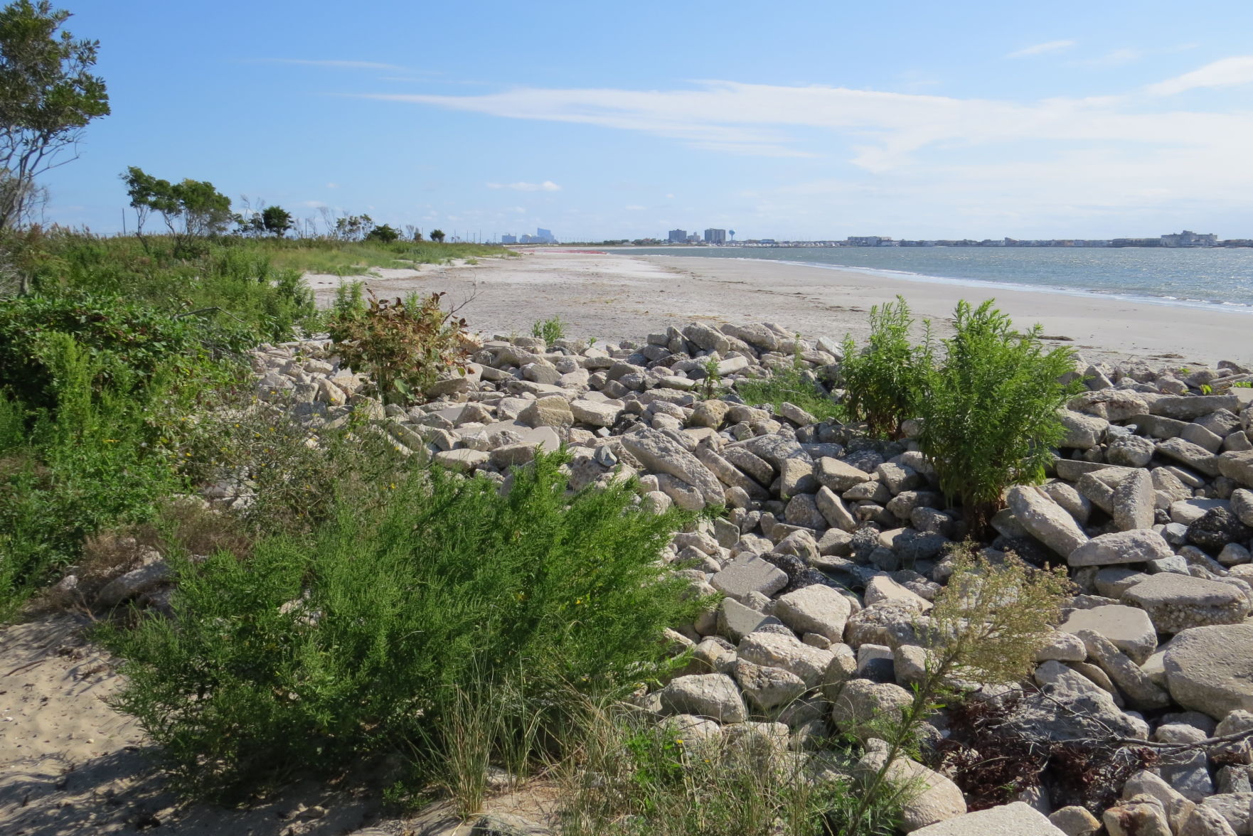 100816_urg_cdb_dogbeach (5).JPG